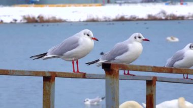 Siyah başlı martı (Larus (Chroicocephalus) ridibundus). Ukrayna Kuşları. 