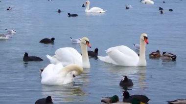 Avrupa 'nın kuşları. Sessiz kuğu (Cygnus olor), martılar ve ördekler - Karadeniz 'de kışı geçiren su kuşu