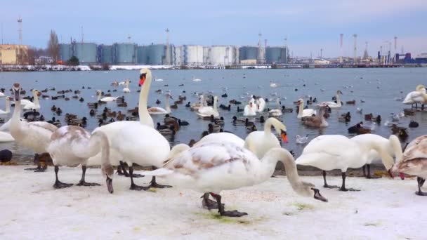 Birds Europe Mute Swan Cygnus Olor Gulls Ducks Wintering Waterfowl — Stock Video