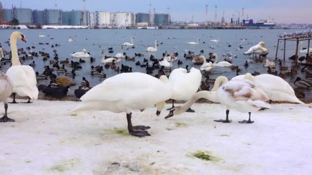 Pássaros Europa Cisne Mudo Cygnus Olor Gaivotas Patos Aves Aquáticas — Vídeo de Stock