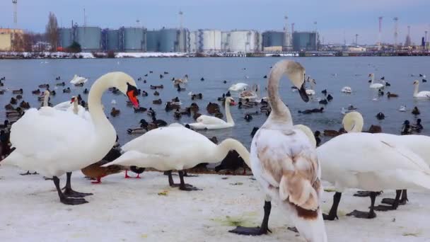 Vogels Van Europa Mute Zwaan Cygnus Olor Meeuwen Eenden Overwinterende — Stockvideo