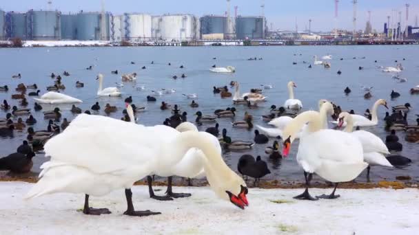Vögel Europas Höckerschwan Cygnus Olor Möwen Und Enten Überwinternde Wasservögel — Stockvideo