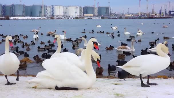 Птицы Европы Немой Лебедь Cygnus Olor Чайки Утки Зимующие Водоплавающие — стоковое видео