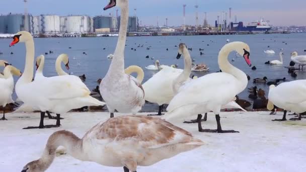 Európa Madarai Néma Hattyú Cygnus Olor Sirályok Kacsák Téli Vízimadarak — Stock videók