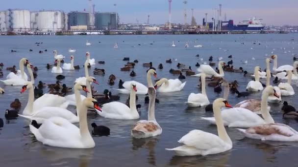 Птицы Европы Немой Лебедь Cygnus Olor Чайки Утки Зимующие Водоплавающие — стоковое видео