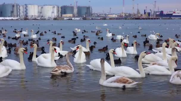 Avrupa Nın Kuşları Sessiz Kuğu Cygnus Olor Martılar Ördekler Karadeniz — Stok video