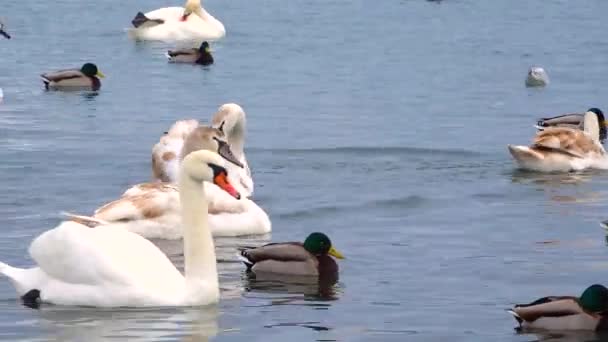 Vögel Europas Höckerschwan Cygnus Olor Möwen Und Enten Überwinternde Wasservögel — Stockvideo