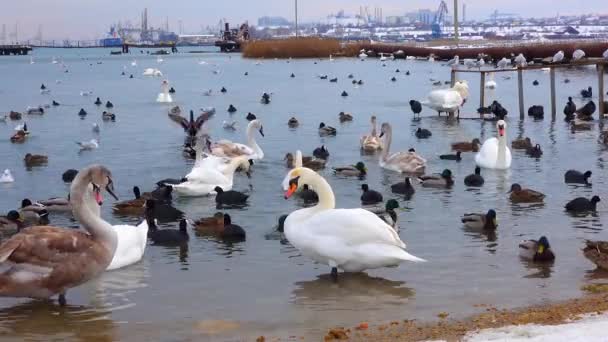 Európa Madarai Néma Hattyú Cygnus Olor Sirályok Kacsák Téli Vízimadarak — Stock videók