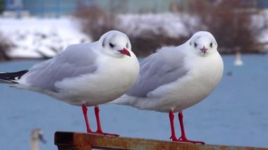 Siyah başlı martı (Larus (Chroicocephalus) ridibundus). Ukrayna Kuşları. 