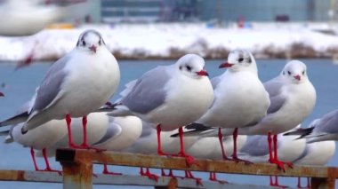 Siyah başlı martı (Larus (Chroicocephalus) ridibundus). Ukrayna Kuşları. 