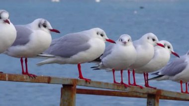 Siyah başlı martı (Larus (Chroicocephalus) ridibundus). Ukrayna Kuşları. 