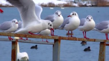 Siyah başlı martı (Larus (Chroicocephalus) ridibundus). Ukrayna Kuşları. 
