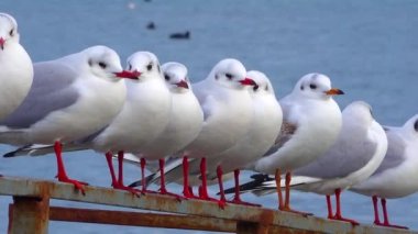 Siyah başlı martı (Larus (Chroicocephalus) ridibundus). Ukrayna Kuşları. 