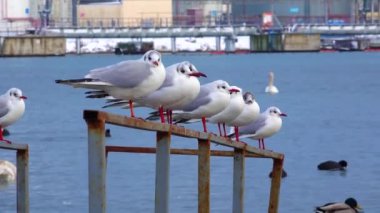 Siyah başlı martı (Larus (Chroicocephalus) ridibundus). Ukrayna Kuşları. 