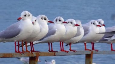 Siyah başlı martı (Larus (Chroicocephalus) ridibundus). Ukrayna Kuşları. 