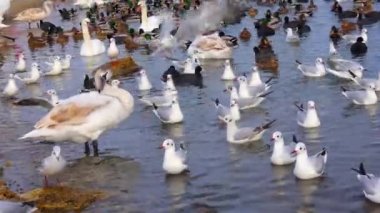 Avrupa 'nın kuşları. Sessiz kuğu (Cygnus olor), martılar ve ördekler - Karadeniz 'de kışı geçiren su kuşu.