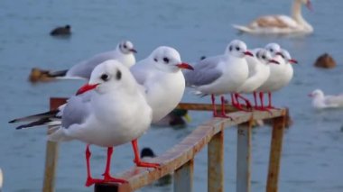 Siyah başlı martı (Larus (Chroicocephalus) ridibundus). Ukrayna Kuşları