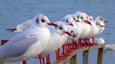 Siyah başlı martı (Larus (Chroicocephalus) ridibundus). Ukrayna Kuşları