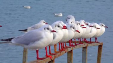 Siyah başlı martı (Larus (Chroicocephalus) ridibundus). Ukrayna Kuşları