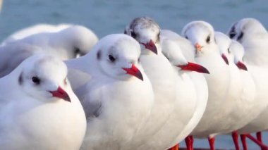 Siyah başlı martı (Larus (Chroicocephalus) ridibundus). Ukrayna Kuşları. 