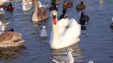Avrupa 'nın kuşları. Sessiz kuğu (Cygnus olor), martılar ve ördekler - Karadeniz 'de kışı geçiren su kuşu.