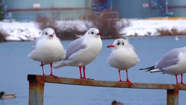 Черноголовая Чайка Larus Chroicocephalus Ridibundus Птицы Украины — стоковое видео