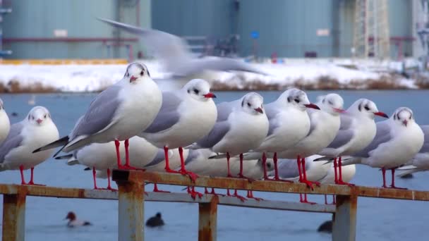 黑头鸥 Larus Chroicocephalus Ridibundus 乌克兰的鸟类 — 图库视频影像