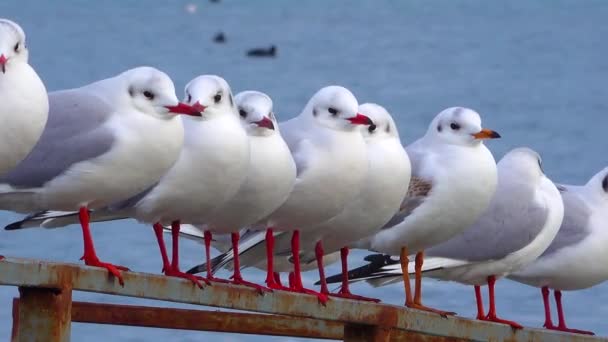 Black Headed Gull Larus Chroicocephalus Ridibundus Birds Ukraine — Stock Video