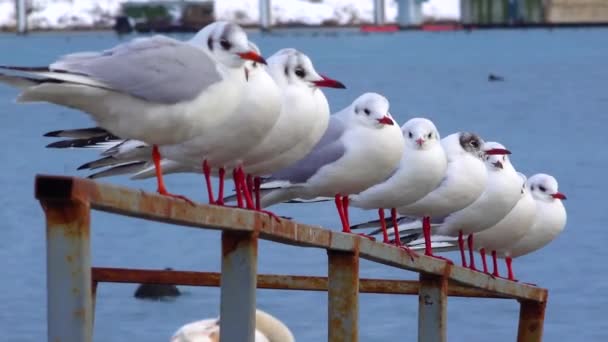 Μαυροκέφαλος Γλάρος Larus Chroicocephalus Ridibundus Πουλιά Της Ουκρανίας — Αρχείο Βίντεο