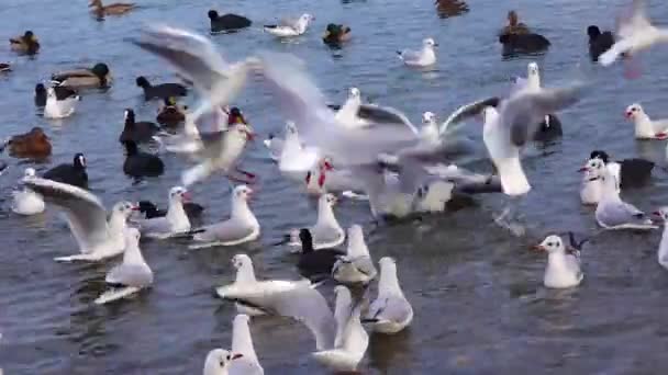 Ptaki Europy Łabędź Niemy Cygnus Olor Mewy Kaczki Zimujące Ptactwo — Wideo stockowe