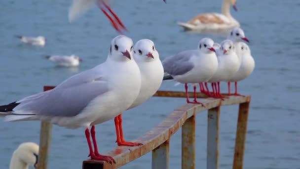 黑头鸥 Larus Chroicocephalus Ridibundus 乌克兰的鸟类 — 图库视频影像