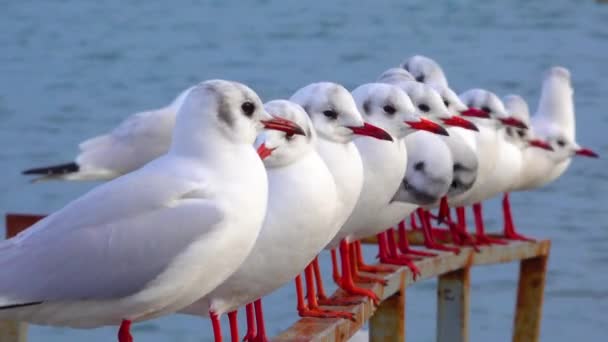 Goéland Tête Noire Larus Chroicocephalus Ridibundus Oiseaux Ukraine — Video