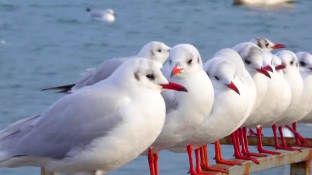 Zwartkopmeeuw Larus Chroicocephalus Ridibundus Vogels Van Oekraïne — Stockvideo