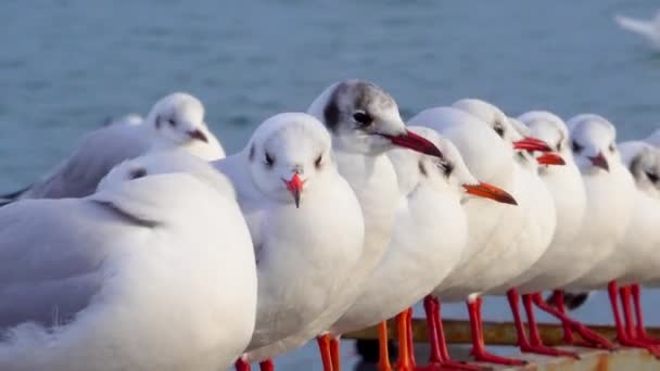 Μαυροκέφαλος Γλάρος Larus Chroicocephalus Ridibundus Πουλιά Της Ουκρανίας — Αρχείο Βίντεο