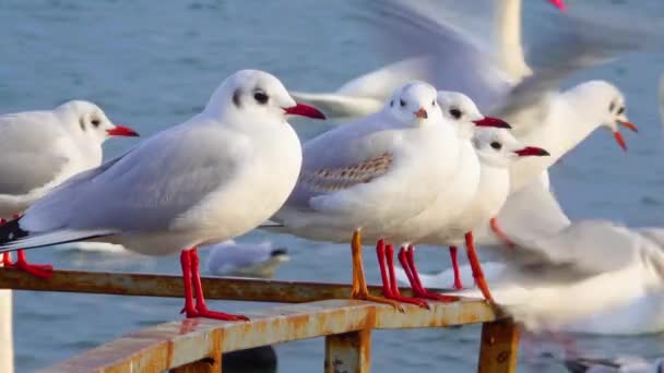 Goéland Tête Noire Larus Chroicocephalus Ridibundus Oiseaux Ukraine — Video