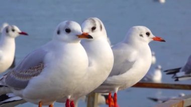 Siyah başlı martı (Larus (Chroicocephalus) ridibundus). Ukrayna Kuşları. 
