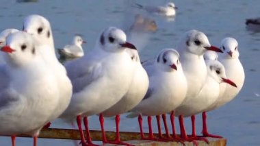 Siyah başlı martı (Larus (Chroicocephalus) ridibundus). Ukrayna Kuşları. 