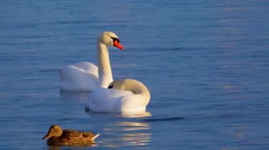 Avrupa 'nın kuşları. Sessiz kuğu (Cygnus olor), martılar ve ördekler - Karadeniz 'de kışı geçiren su kuşu.