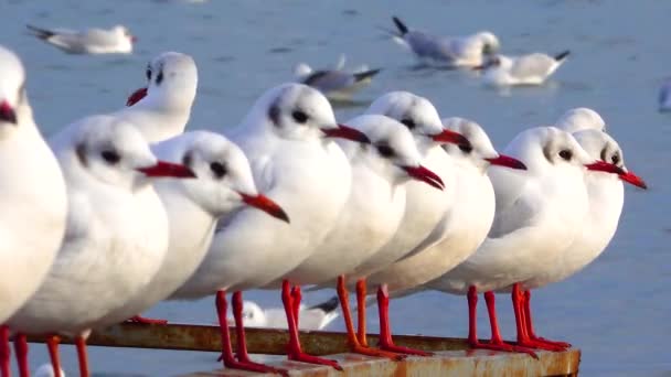 Fekete Fejű Sirály Larus Chroicocephalus Ridibundus Ukrajna Madarai — Stock videók