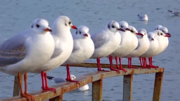 Die Schwarzkopfmöwe Larus Chroicocephalus Ridibundus Vögel Der Ukraine — Stockvideo