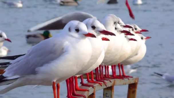 Zwartkopmeeuw Larus Chroicocephalus Ridibundus Vogels Van Oekraïne — Stockvideo