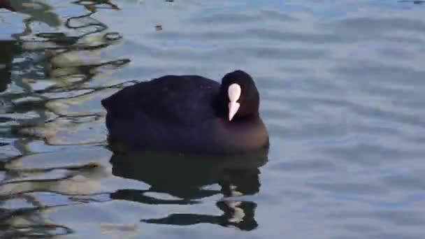 Euraziatische Koet Fulica Atra Ook Bekend Als Koet Vogels Van — Stockvideo