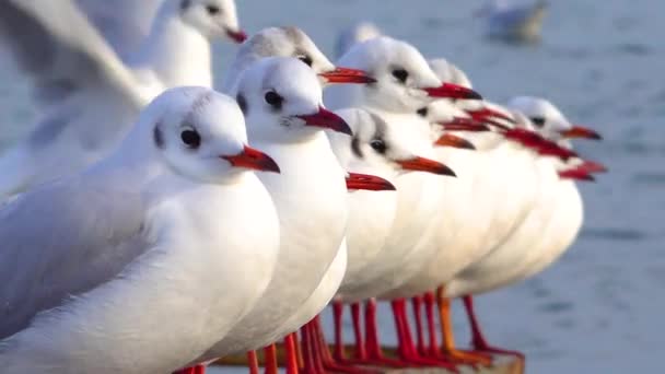 Svarthuvad Mås Larus Chroicocephalus Ridibundus Fåglar Ukraina — Stockvideo