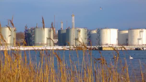 Chernomorsk Ukraine January 2021 Industrial Landscape Wild Birds Swans Seagulls — Stock Video