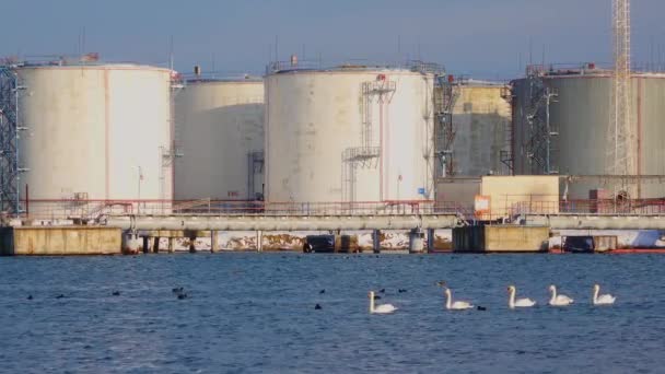 Chernomorsk Ukraine January 2021 Industrial Landscape Wild Birds Swans Seagulls — Stock Video