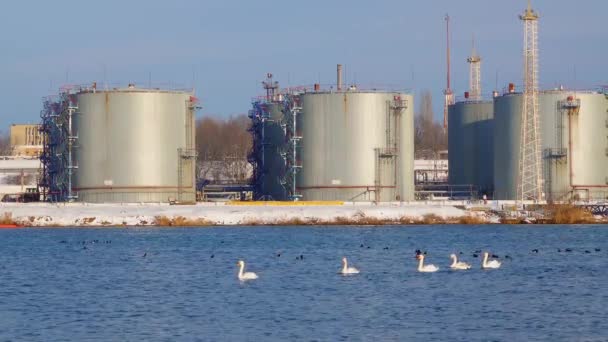 Chernomorsk Ucrania Enero 2021 Paisaje Industrial Aves Silvestres Cisnes Gaviotas — Vídeo de stock