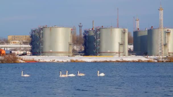 Chernomorsk Ucrania Enero 2021 Paisaje Industrial Aves Silvestres Cisnes Gaviotas — Vídeo de stock