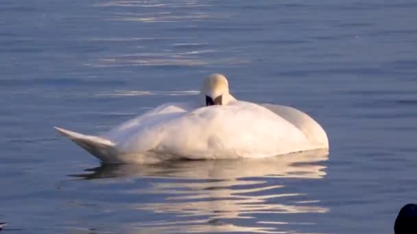 Птицы Европы Немой Лебедь Cygnus Olor Чайки Утки Зимующие Водоплавающие — стоковое видео
