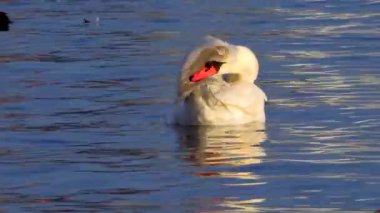 Avrupa 'nın kuşları. Sessiz kuğu (Cygnus olor), martılar ve ördekler - Karadeniz 'de kışı geçiren su kuşu.