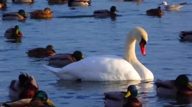 Avrupa 'nın kuşları. Sessiz kuğu (Cygnus olor), martılar ve ördekler - Karadeniz 'de kışı geçiren su kuşu.